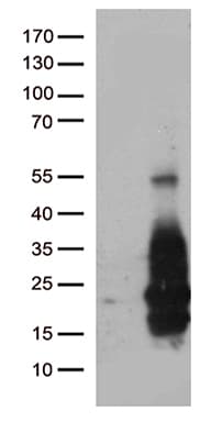 HBEGF / HB EGF Antibody (aa20-208, clone OTI6F4, Carrier-free)