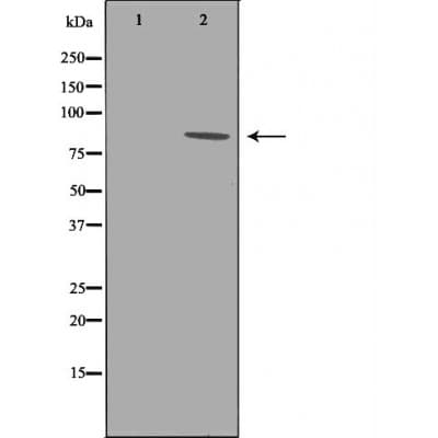 BRAF / B-Raf Antibody (phospho-Thr599)