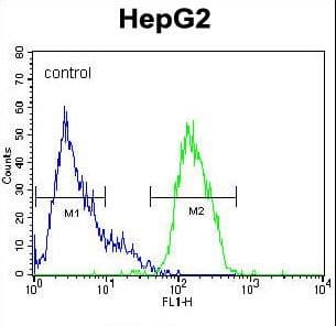 Polyclonal Rabbit anti-Human MAPK1 / ERK2 Antibody (aa154-183, IHC, WB)