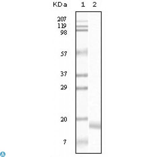 SNCA / Alpha-Synuclein Antibody