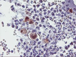 SDS Antibody (clone OTI2F6, Carrier-free)