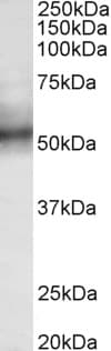 IHC-plus™ TRIM11 Antibody (Internal Region)