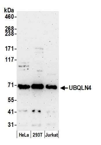 UBQLN4 Antibody (aa1-50)