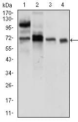 Monoclonal Mouse anti-Human NCLN Antibody (clone 9C8G10, aa249-405, IHC, IF, WB)