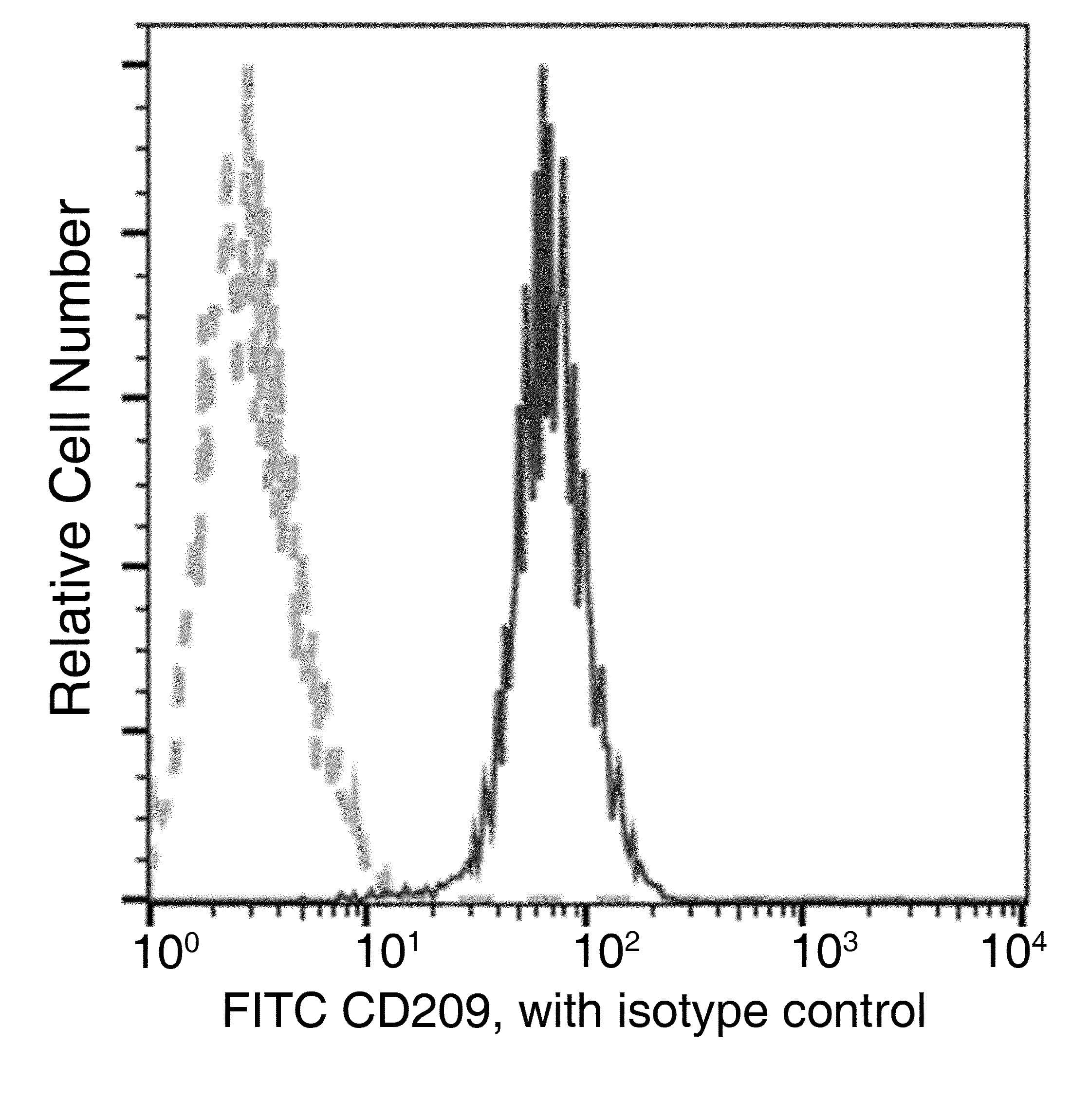 CD209 / DC-SIGN Antibody (clone 01, FITC)
