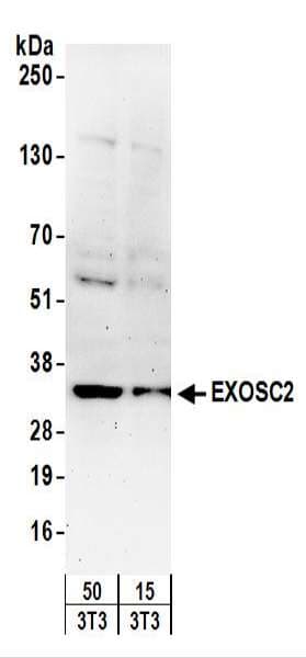 Polyclonal Rabbit anti-Human EXOSC2 / RRP4 Antibody (aa243-293, WB)