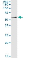 SLC11A1 / NRAMP Antibody (clone 2G2)