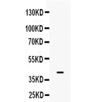 BMP6 Antibody (aa383-419)