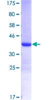 Human ERH Protein (Recombinant GST)