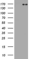 EGFR Antibody (aa900-1210, clone OTI3D7)