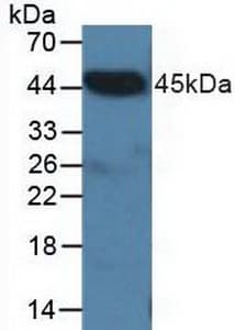 CTBP2 Antibody (aa1-252, APC)