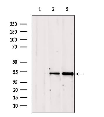 GOLPH3 Antibody