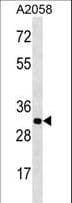 OR2T11 Antibody (aa242-269)