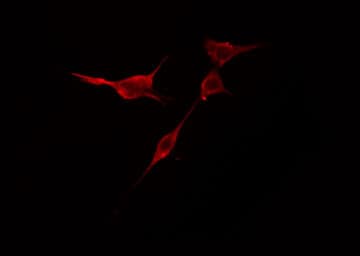 TRIM59 Antibody