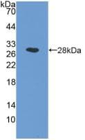 NAAA / ASAHL Antibody (aa112-359)
