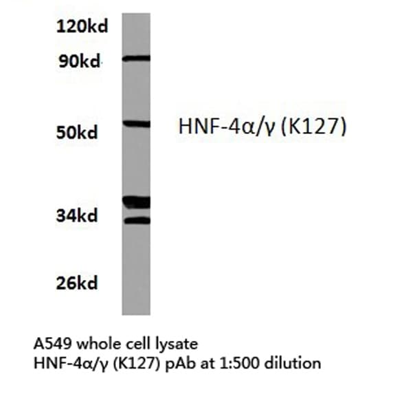 HNF4 Alpha+Gamma Antibody (Lys127)