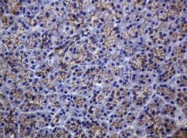 CDH1 / E Cadherin Antibody (clone OTI3E2)