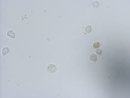 IdU / Iododeoxyuridine Antibody (clone 3F7)