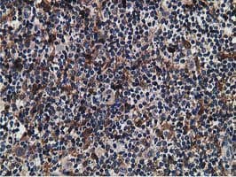 IHC-plus™ SNX8 Antibody (clone 4F8)
