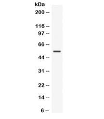 Polyclonal Rabbit anti-Mouse NUCB2 / Nucleobindin 2 Antibody (IHC, WB)