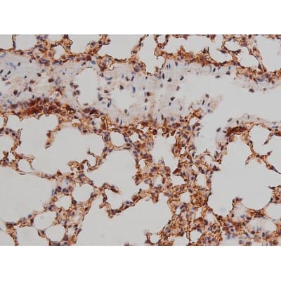 SP1 Antibody (phospho-Thr453)