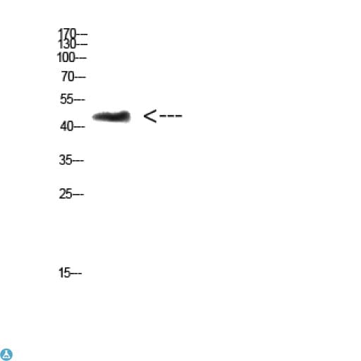 CHID1 Antibody