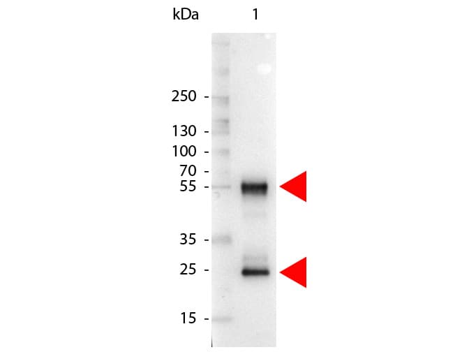 Rabbit Anti-Mouse IgG Secondary Antibody (AP)