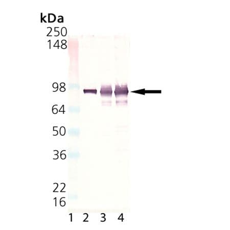 Monoclonal Mouse anti-Human HSP90 / Heat Shock Protein 90 Antibody (clone 2D11B9, WB)