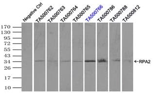 RPA2 / RFA2 / RPA34 Antibody (clone OTI4C3)