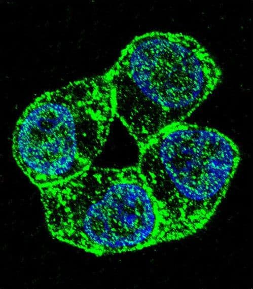 PCDHA8 Antibody (aa773-800)