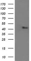 MAPK9 / JNK2 Antibody (clone OTI2D11)