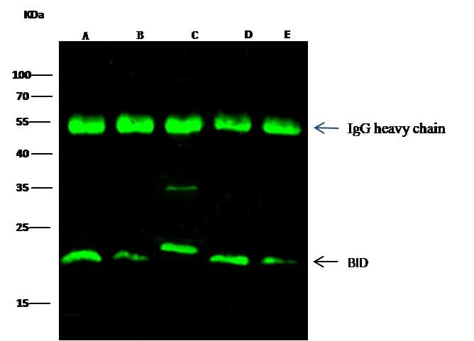 BID Antibody (Preservative Free)
