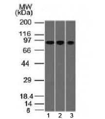 VIL1 / Villin Antibody (clone VIL1/1314, Azide-free, BSA-free)