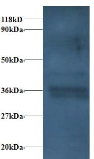IHC-plus™ CYC1 / Cytochrome C-1 Antibody