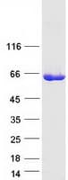 Human ISYNA1 Protein (Recombinant Myc-DDK (Flag))