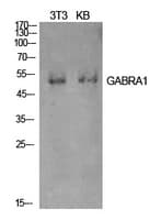GABRA1 Antibody