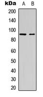 Polyclonal Rabbit anti-Human SP1 Antibody (phospho-Thr453, IHC, IF, WB)