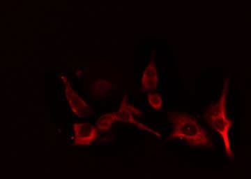 Polyclonal Rabbit anti-Human CYP2B6 Antibody (IF, WB)