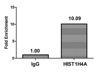 Polyclonal Rabbit anti-Human HIST1H4I Antibody (IHC, IF, WB)