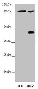 SPICE1 / CCDC52 Antibody