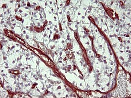 PAP2a / PPAP2A Antibody (clone OTI1H4)