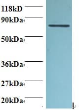 CD95 / FAS Antibody