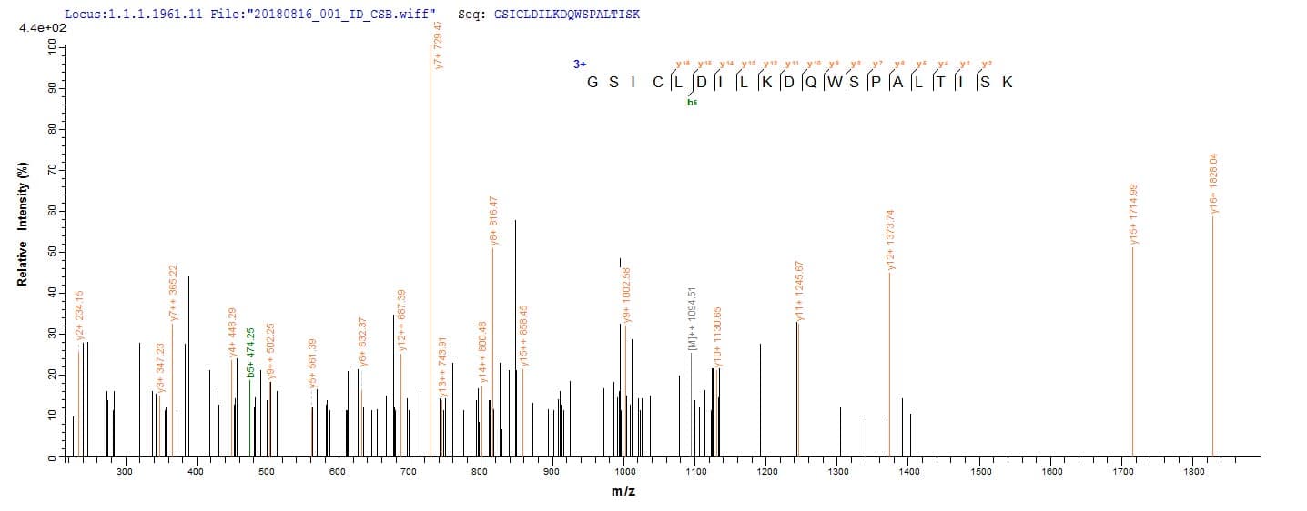 Oryza sativa UBE2D1 / UBCH5 Protein (Recombinant 10His, N-terminus + Myc, C-terminus)
