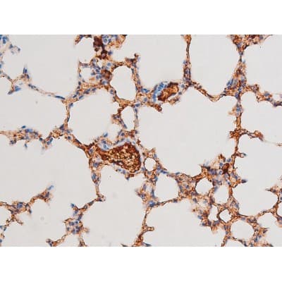 GATA4 Antibody (phospho-Ser105)
