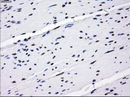 BTN3A2 Antibody (clone 1A6, Carrier-free)