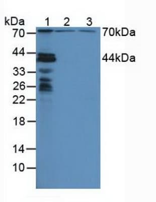 NUP88 Antibody (aa57-296)