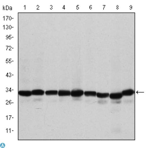 PHB / Prohibitin Antibody