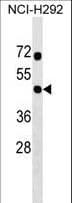 RNF133 Antibody (aa245-271)