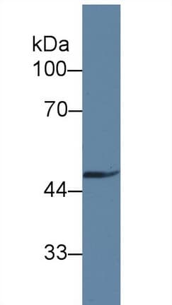 GAS6 Antibody (APC)