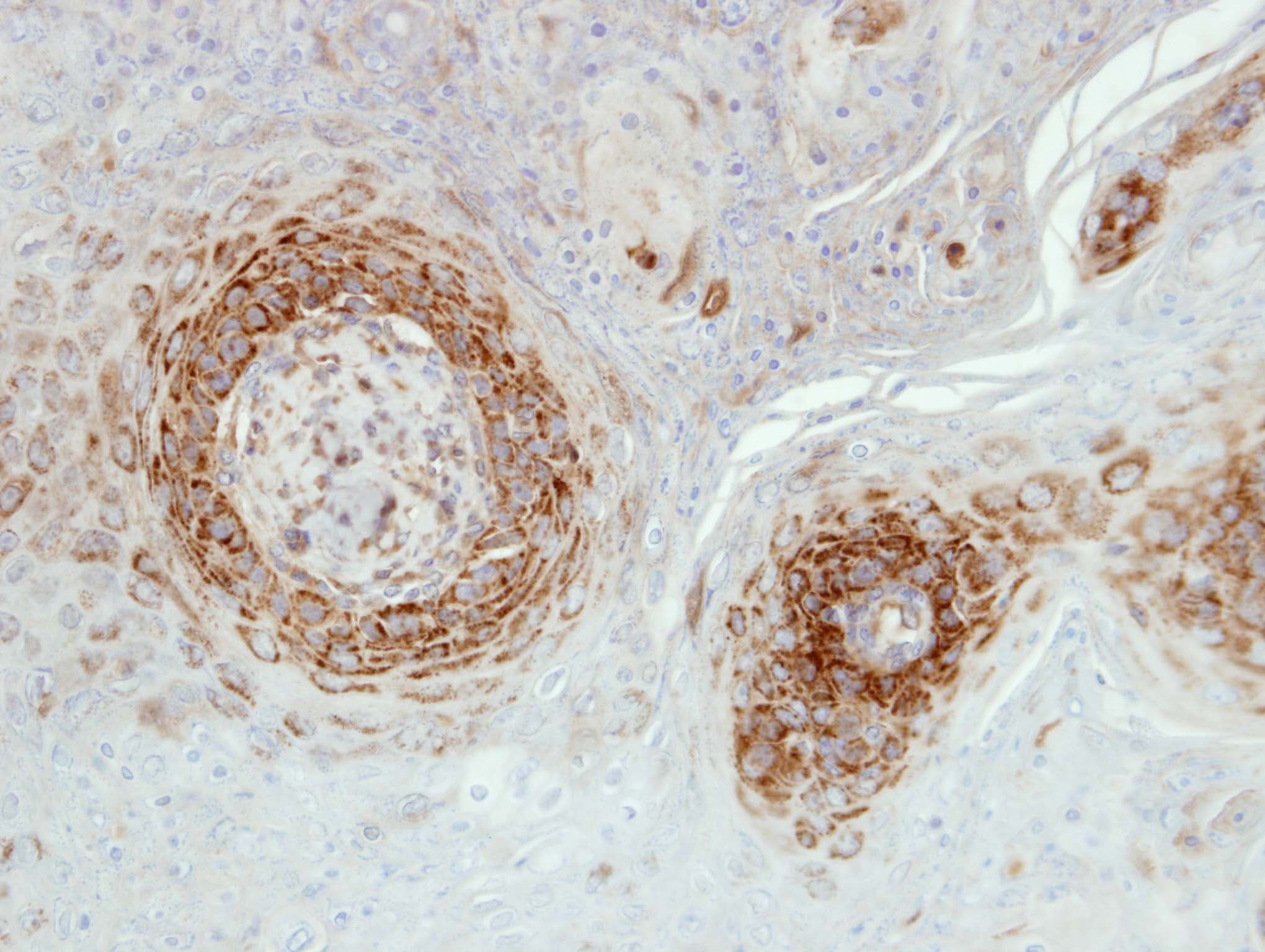 NDUFA5 Antibody (aa1-116)